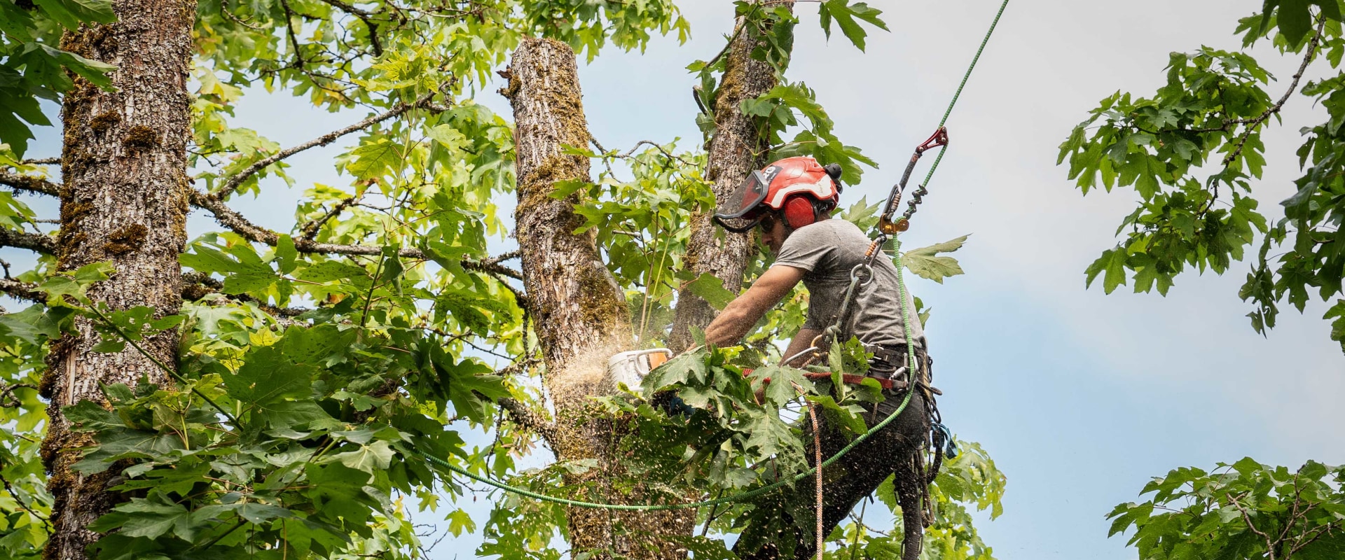 What do you call tree trimming?