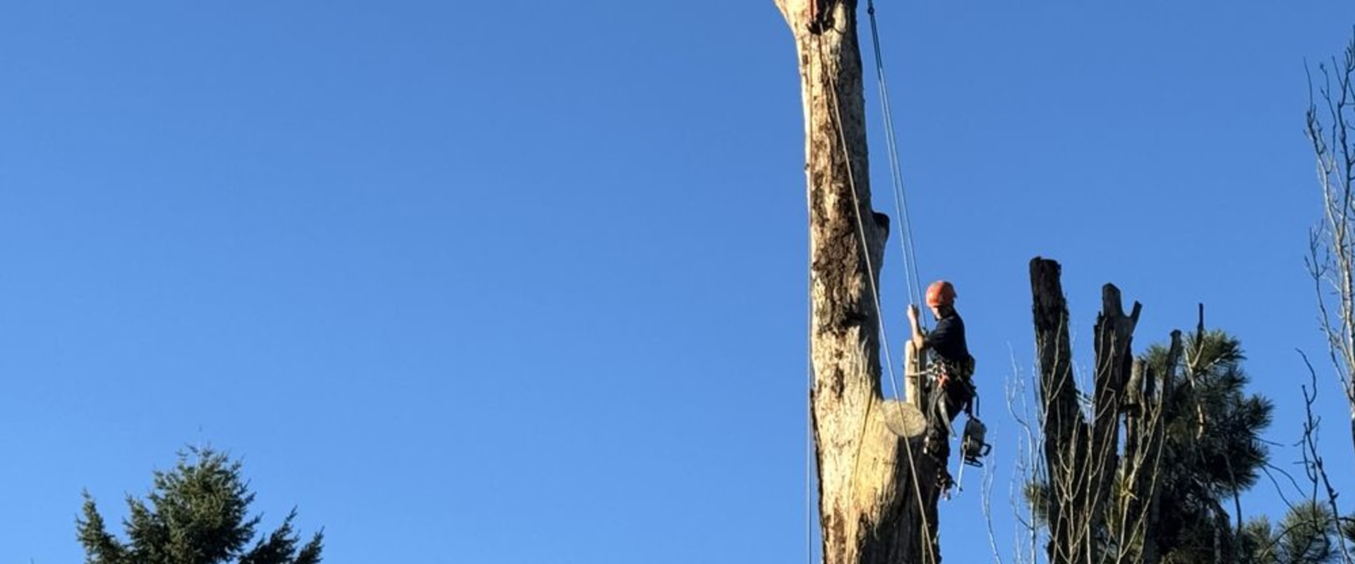 Seasonal Tree Pruning For Superior Tree Care In Damascus, OR