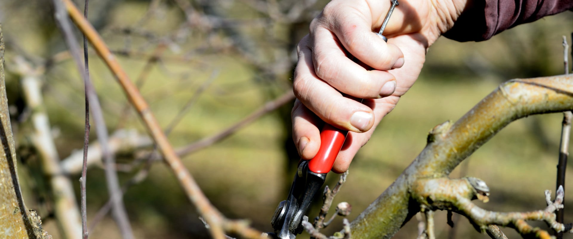 How do you know when your tree needs pruning?