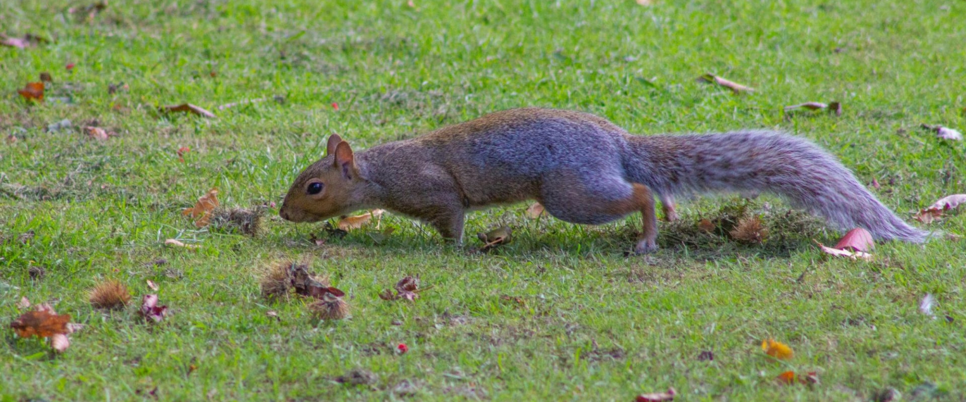 Protect Your Trees From Damage By Hiring A Professional Squirrel Removal Service In Houston