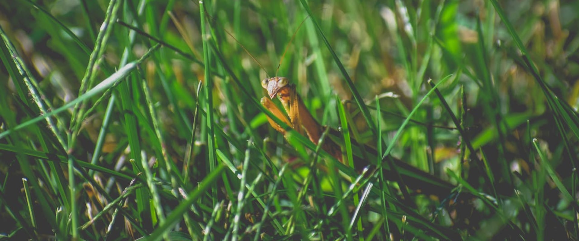 Maintaining Beautiful Trees In Fayetteville: The Importance Of Pest Extermination In Tree Care