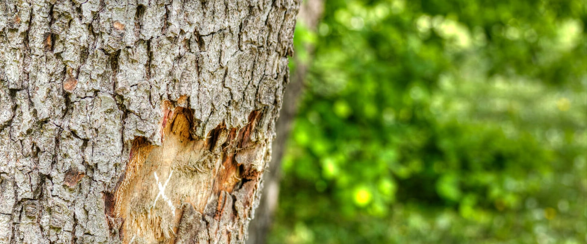 Can a tree trunk repair itself?