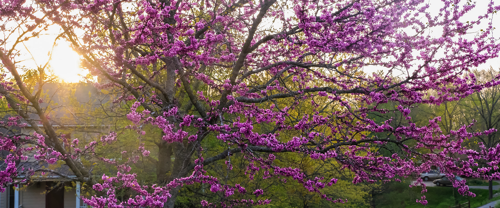 What is the best tree to plant in your yard?