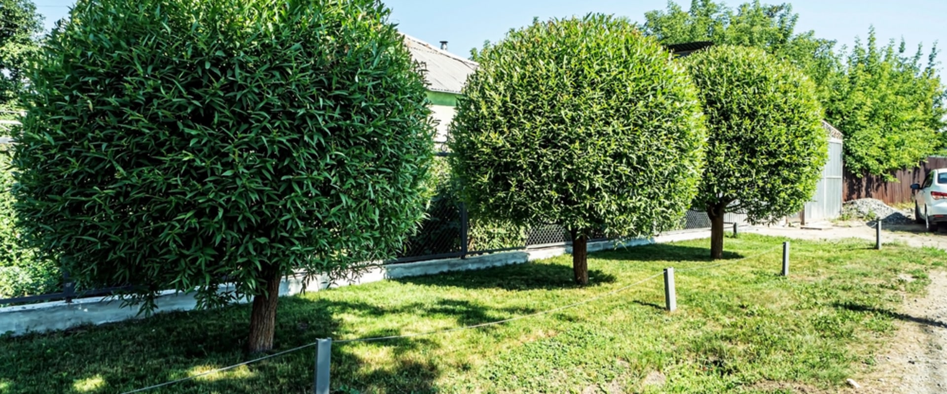 Expert Tree Care In Louisville: Why You Need A Certified Arborist