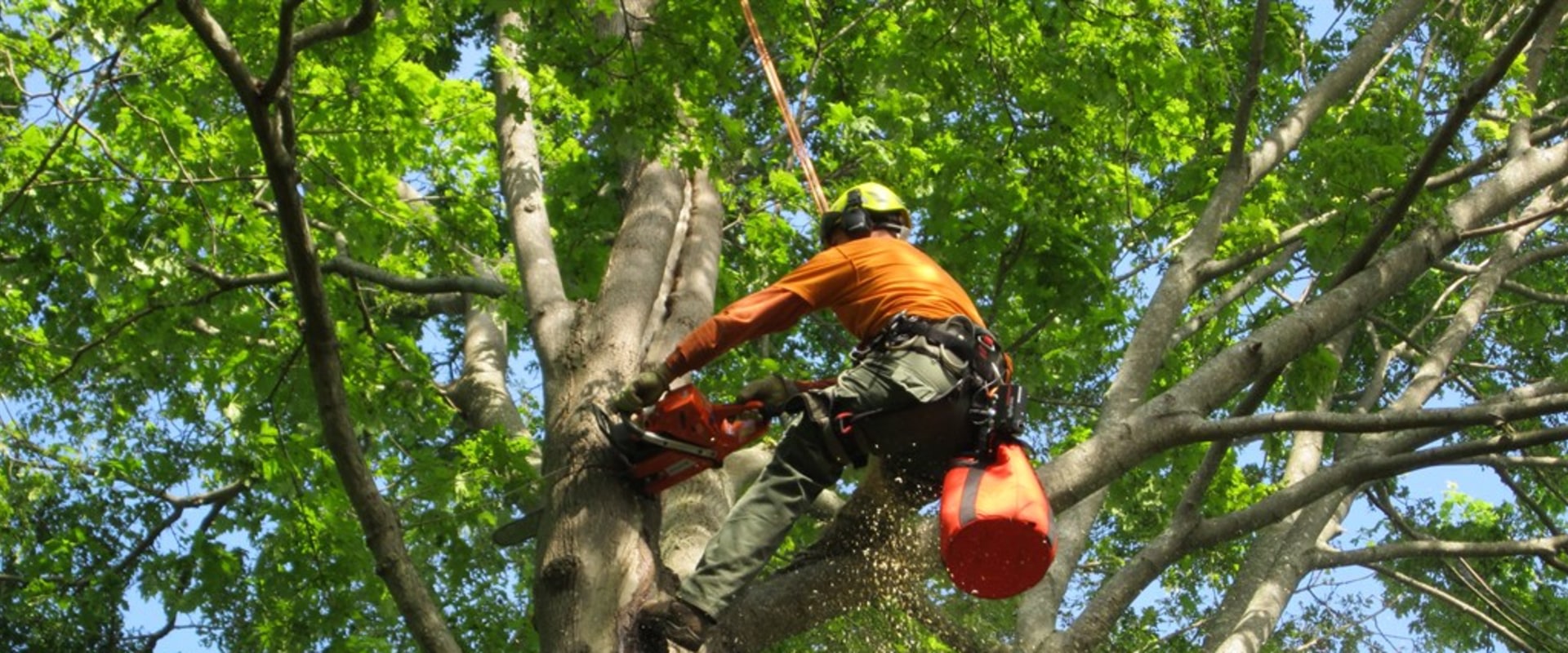 The Importance Of Professional Arborist And Tree Surgeon For Tree Care In Martinsburg, WV
