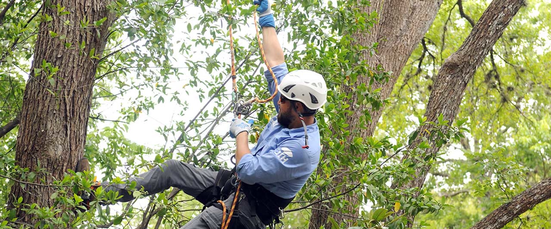 Choosing The Right Tree Care Service In Austin, TX: What You Need To Know