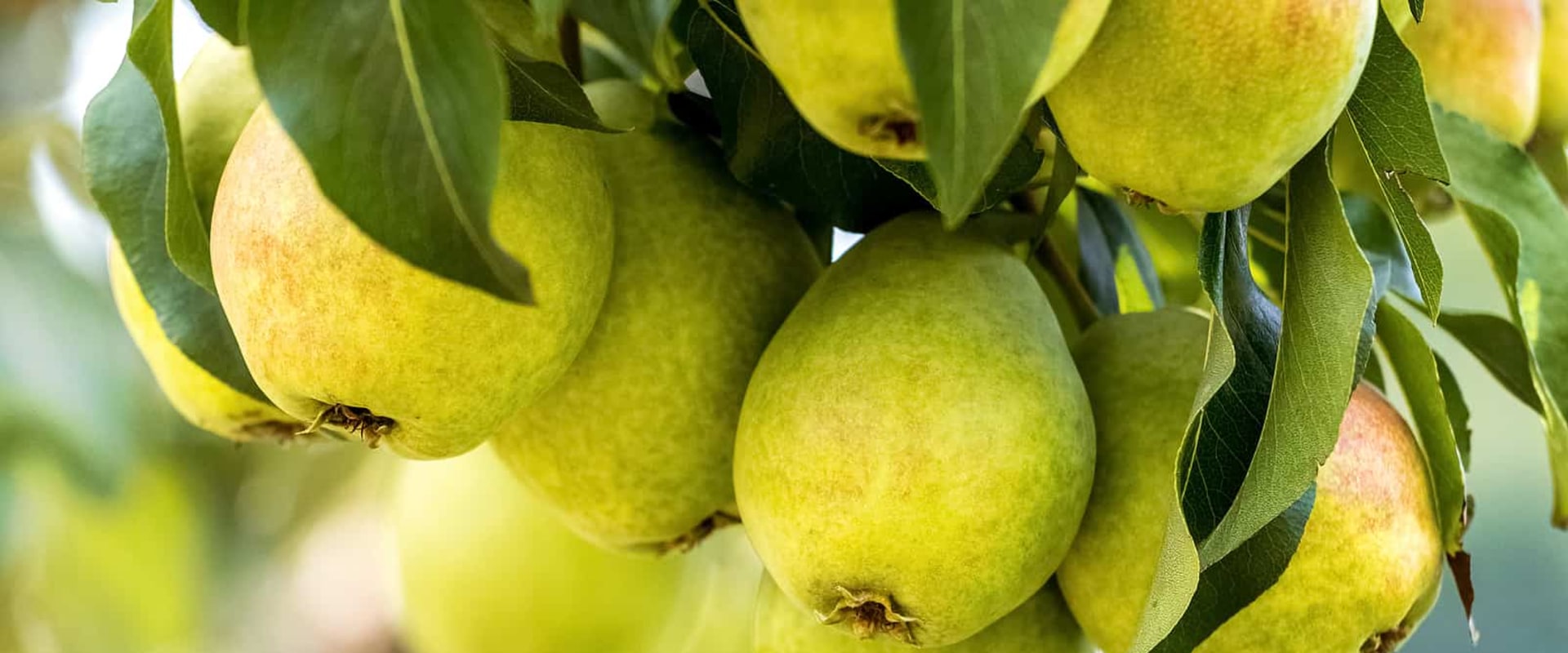 What is a pear tree care?