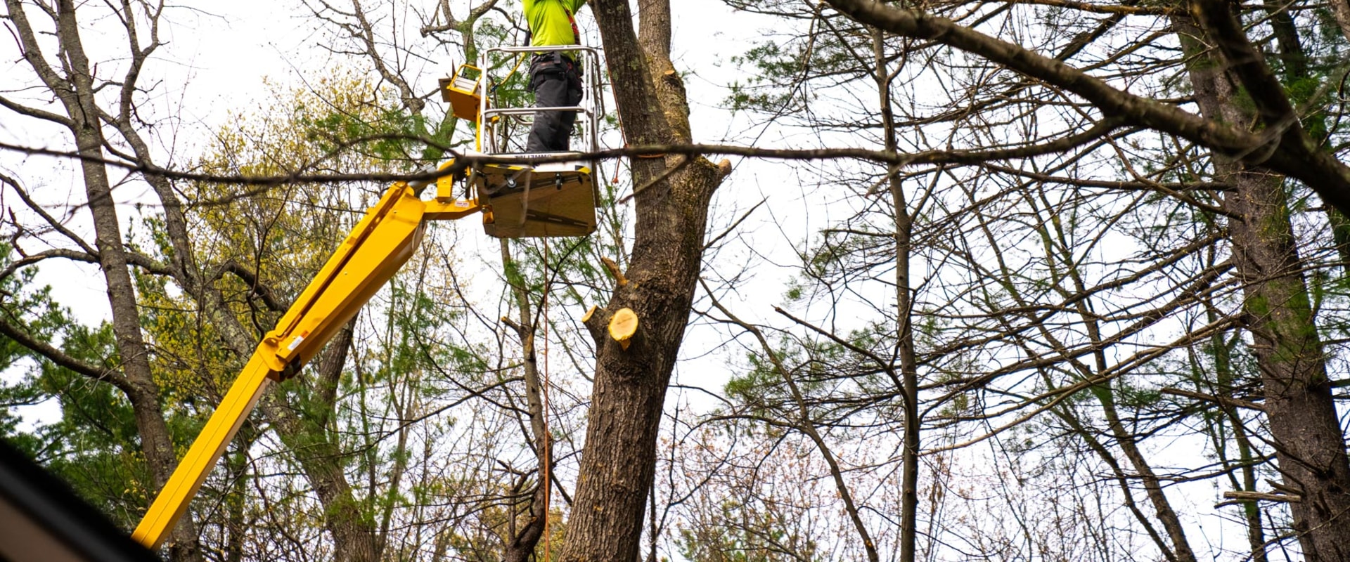 Key Benefits Of Hiring A Landscape Maintenance Service Provider Skilled In Tree Care In Derry, New Hampshire