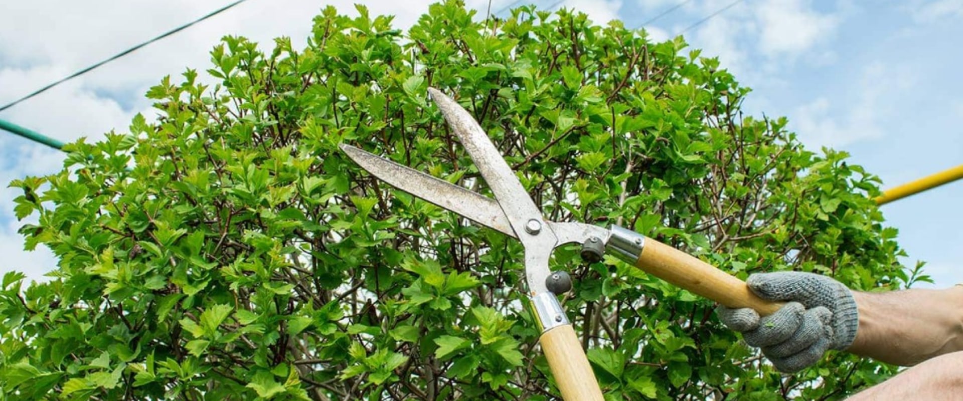 What does pruning a tree do?