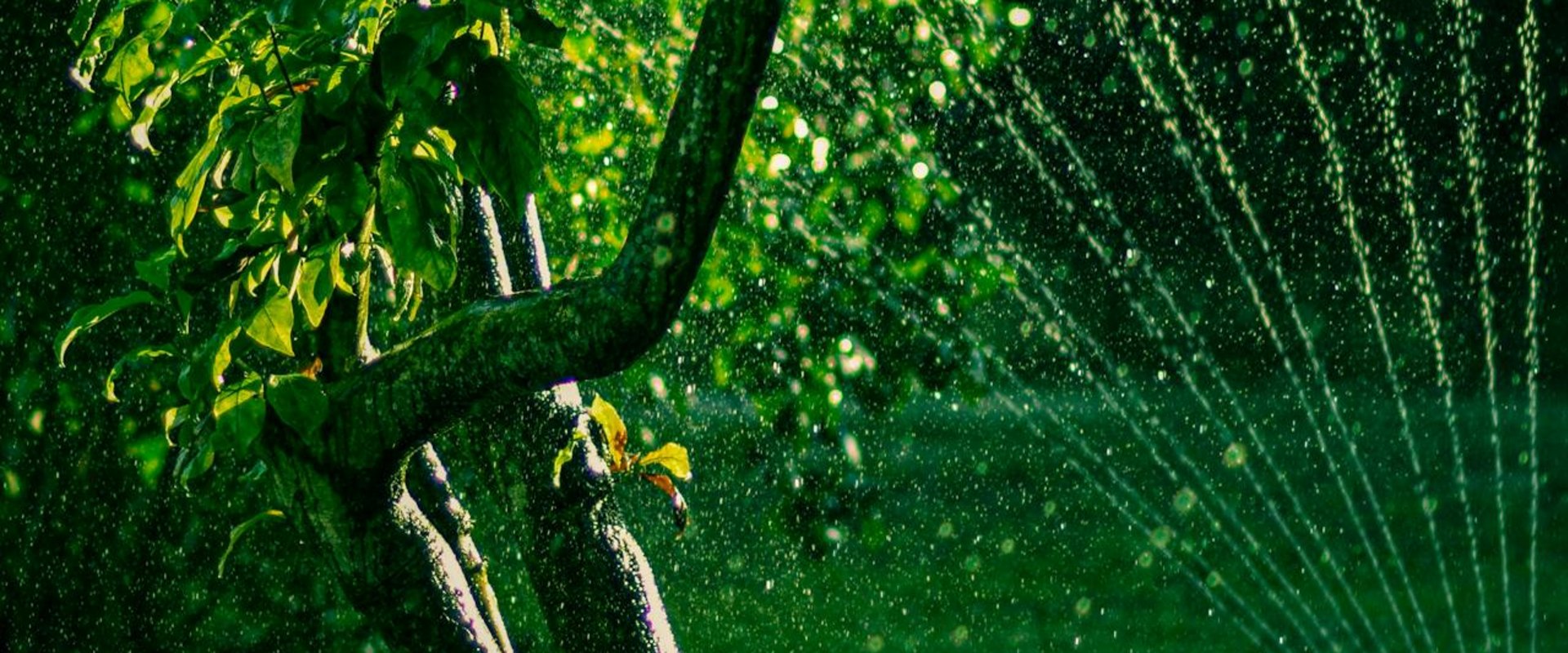 Mastering Tree Care With Innovative Home Watering Systems In Northern Virginia