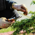 Arbor Care Excellence: Discovering The Best Tree Care Service In Land O' Lakes, FL