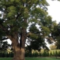 How do you make an old tree healthier?