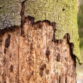 How do you know if your tree has a disease?