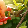Why is pruning forest trees important?