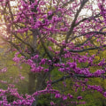 What is the best tree to plant in your yard?