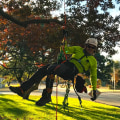 How To Know Whether You Need Tree Removal Or Tree Trimming When It Comes To Tree Care For Your Property In Lubbock
