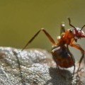 Fire Ant Control: A Crucial Step In Ensuring Optimal Tree Care In Plano, TX