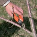How do you properly prune a tree?