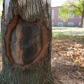 How does a tree heal its wounds?