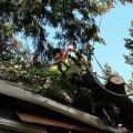 Growth, Health, And Beauty: Professional Tree Care Services In Portland