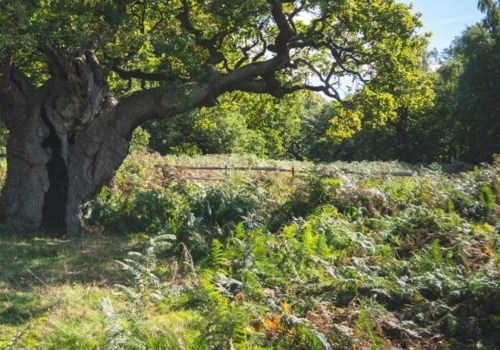 How do you keep an old tree healthy?