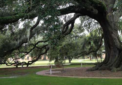 How do you keep old trees alive?