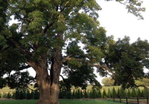 How do you make an old tree healthier?