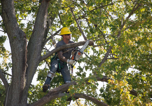 Expertise And Experience: Why Hiring A Tree Service In Leesburg Is The Best Choice For Tree Care