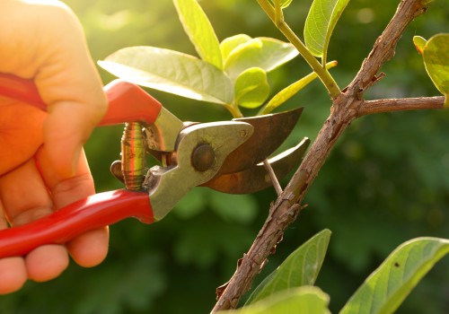 Why is pruning forest trees important?