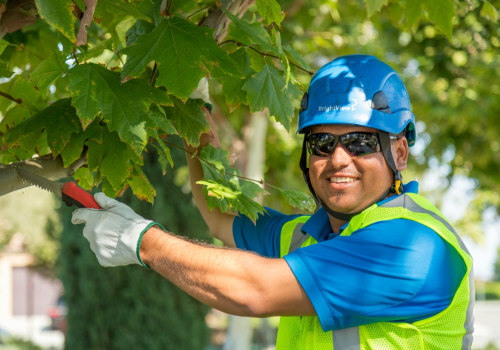 What questions should i ask a tree service?