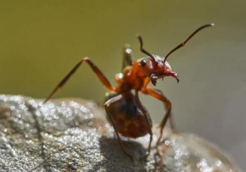 Fire Ant Control: A Crucial Step In Ensuring Optimal Tree Care In Plano, TX