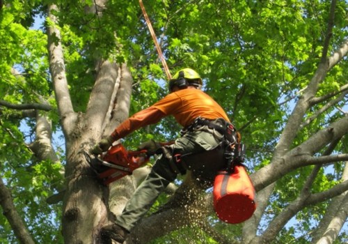 The Importance Of Professional Arborist And Tree Surgeon For Tree Care In Martinsburg, WV