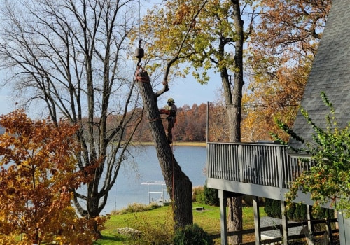 The Art Of Tree Care: Unmatched Service For Kalamazoo’s Trees